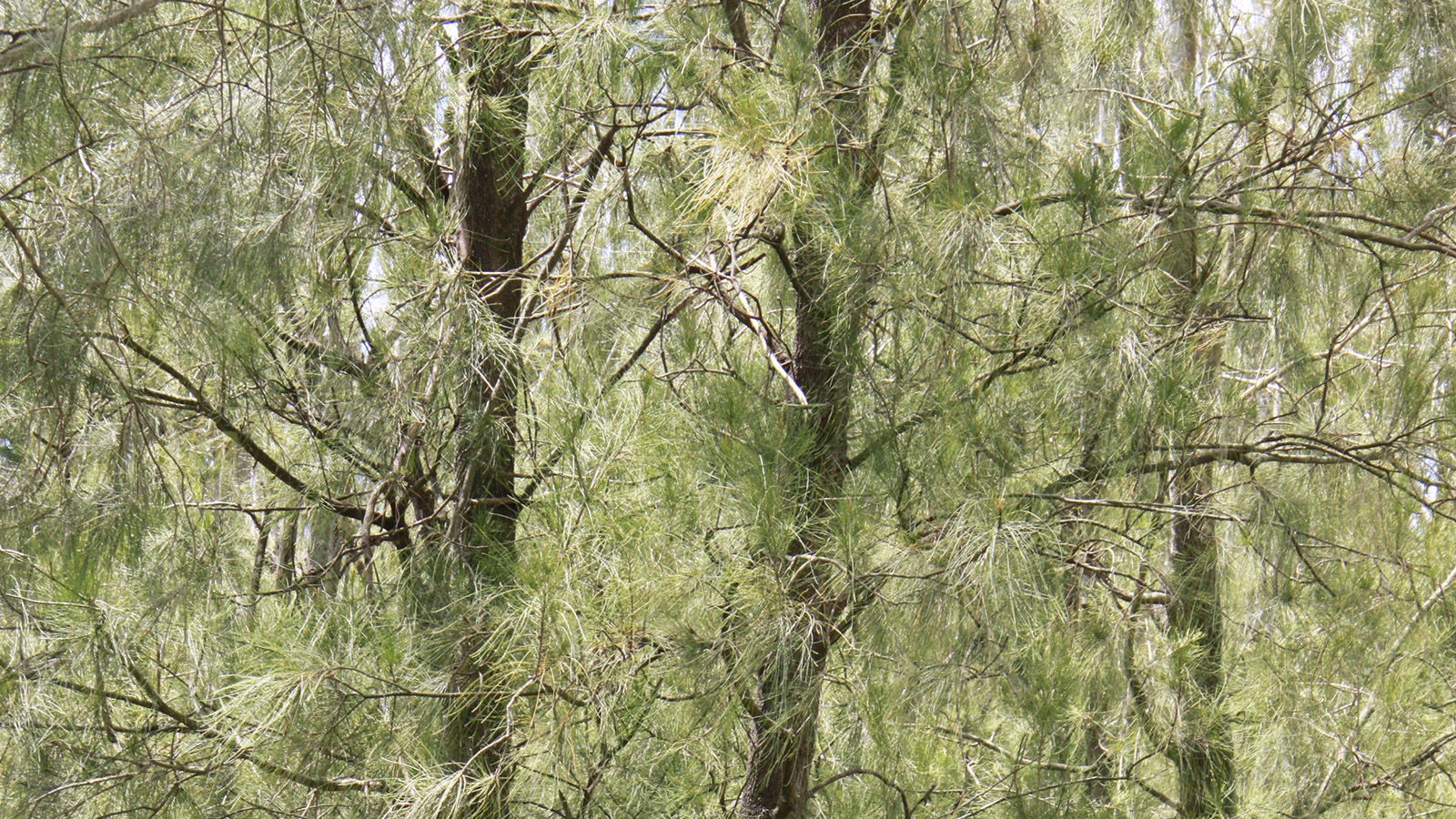 Vegetation and tree removal