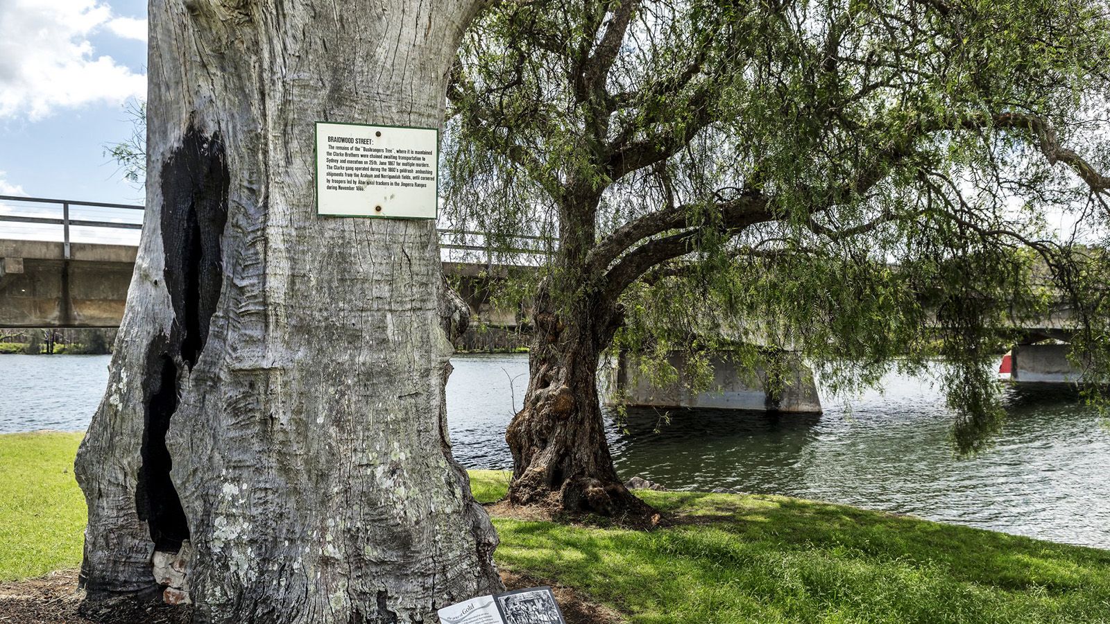 Cropped photo of the 'Bushrangers tree' in front of Nelligen Bridge banner image