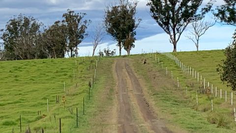 A dirt track heading up a hill with fencing either side