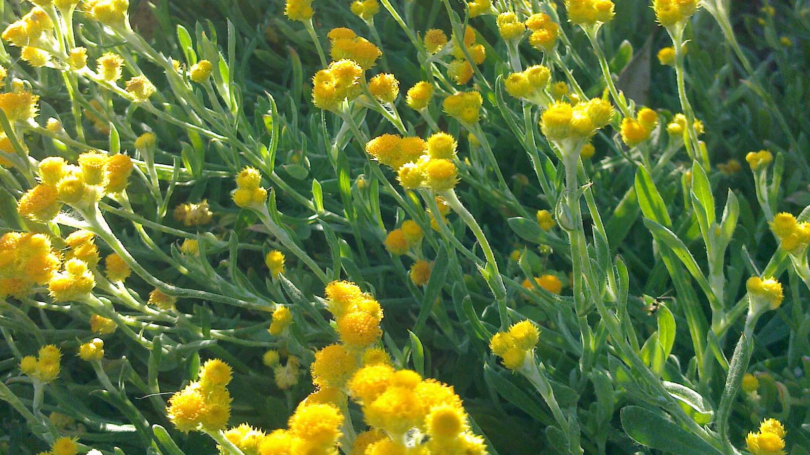 Image Yellow flowers on a chrysocephalum apiculatum bush.