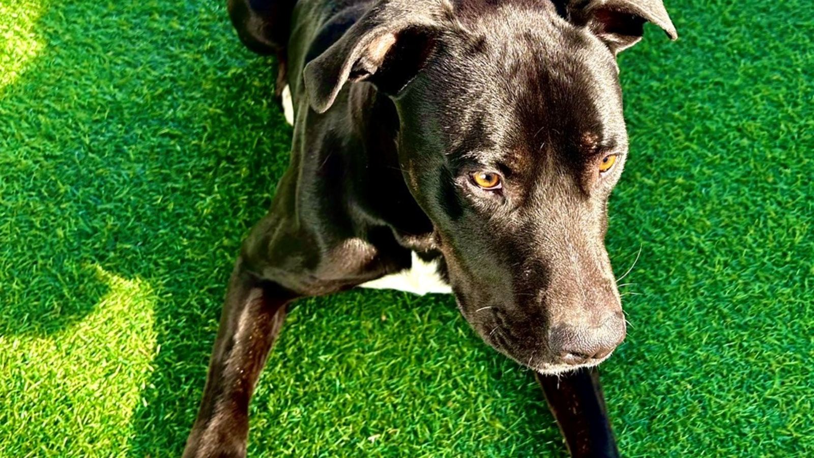 Great dane cross