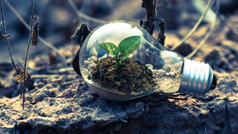 IA see through light bulb, lying on the dirt with a plant growing in it, surrounded by dead plants.