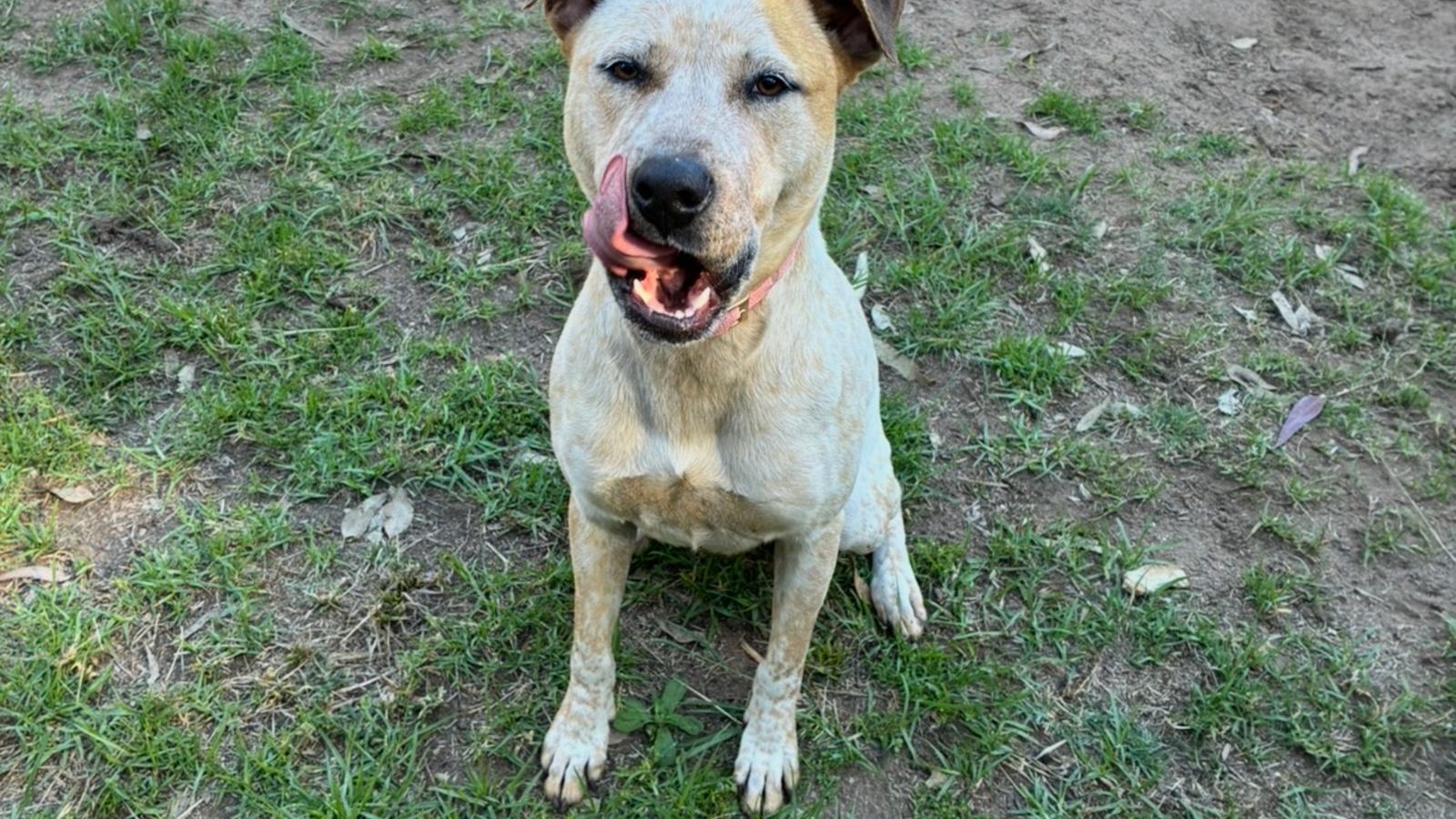 A white and red dog