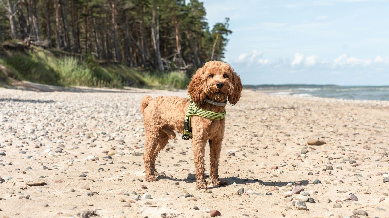 Close-up image of a cavoodle dog with the beach in the background banner image