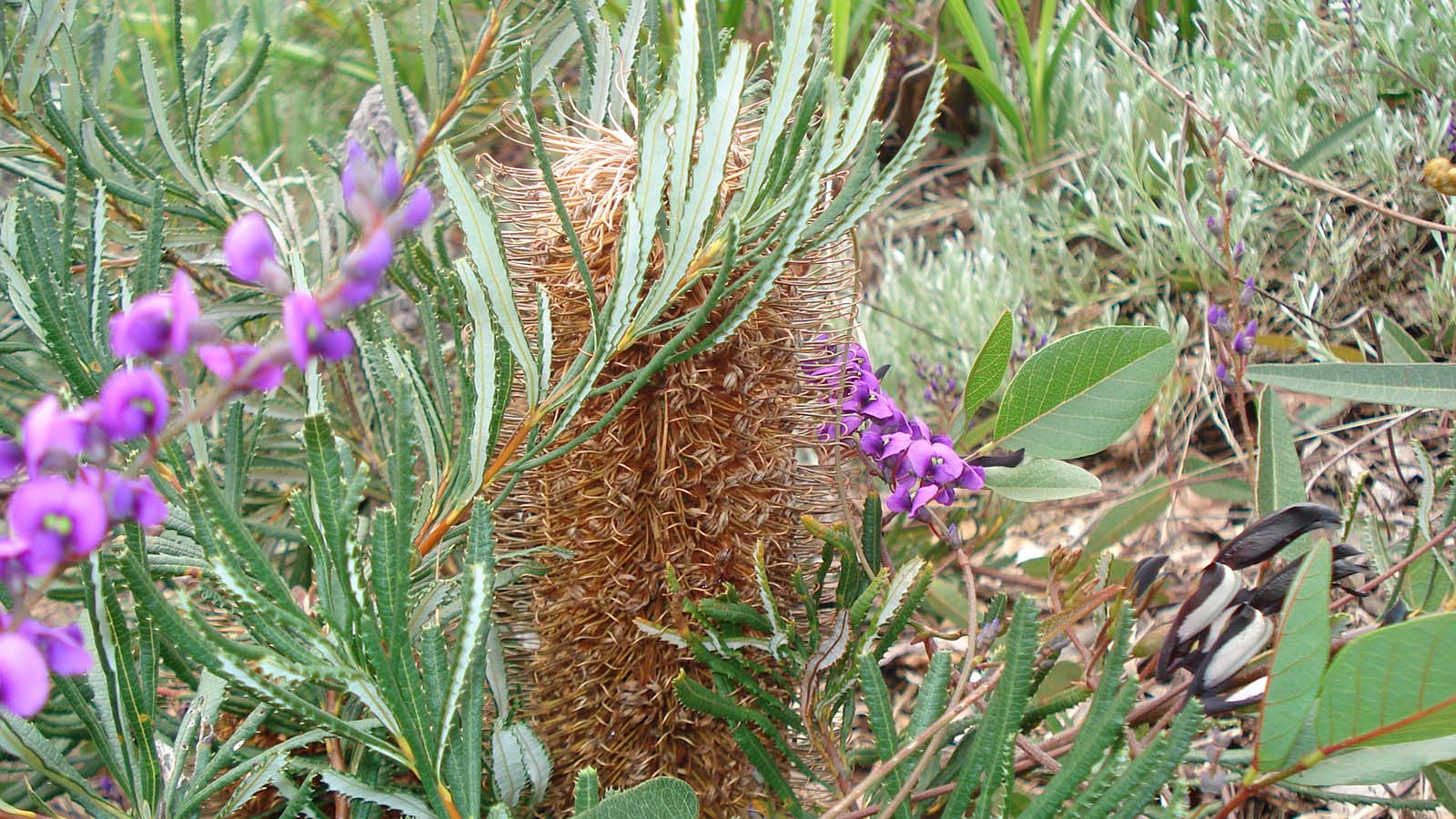 Image Close cropped photograph of Australian native plants.
