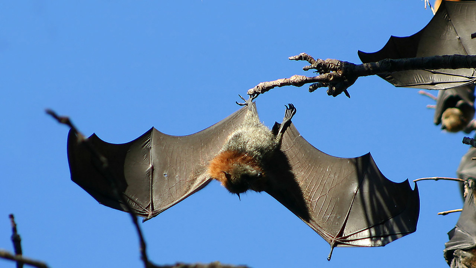 Flying foxes