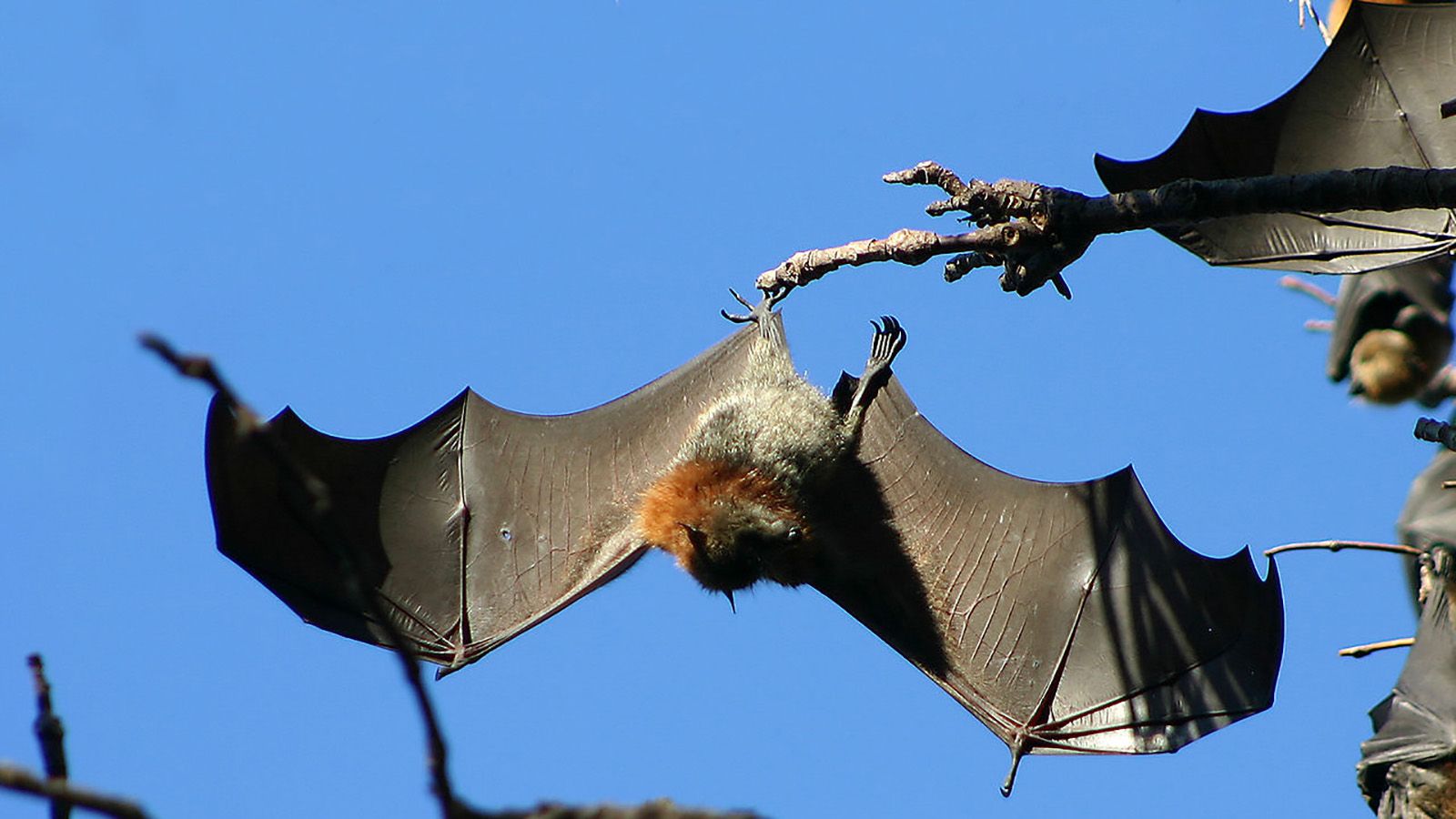 Flying fox with wings outstretched, hanging upside down from a tree banner image