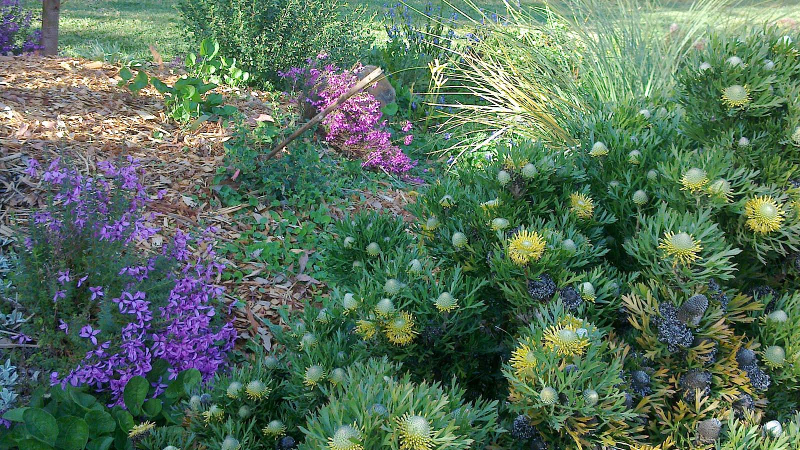 Image Colourful native flowers in a residential garden.