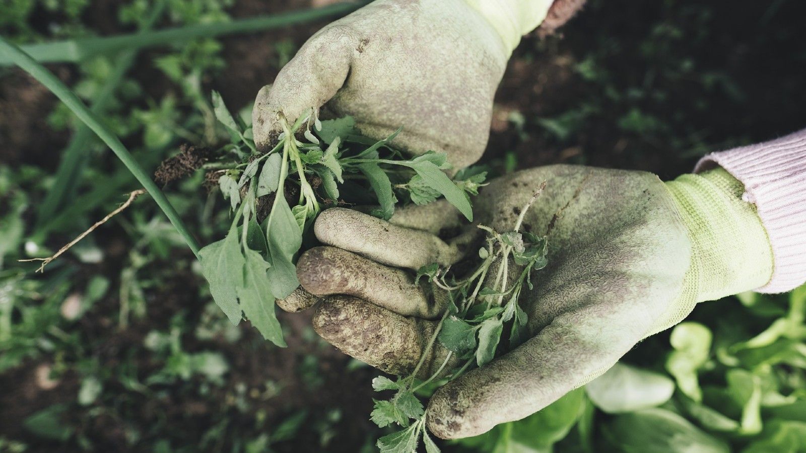 Two hands with white gardening gloves holding weeds banner image