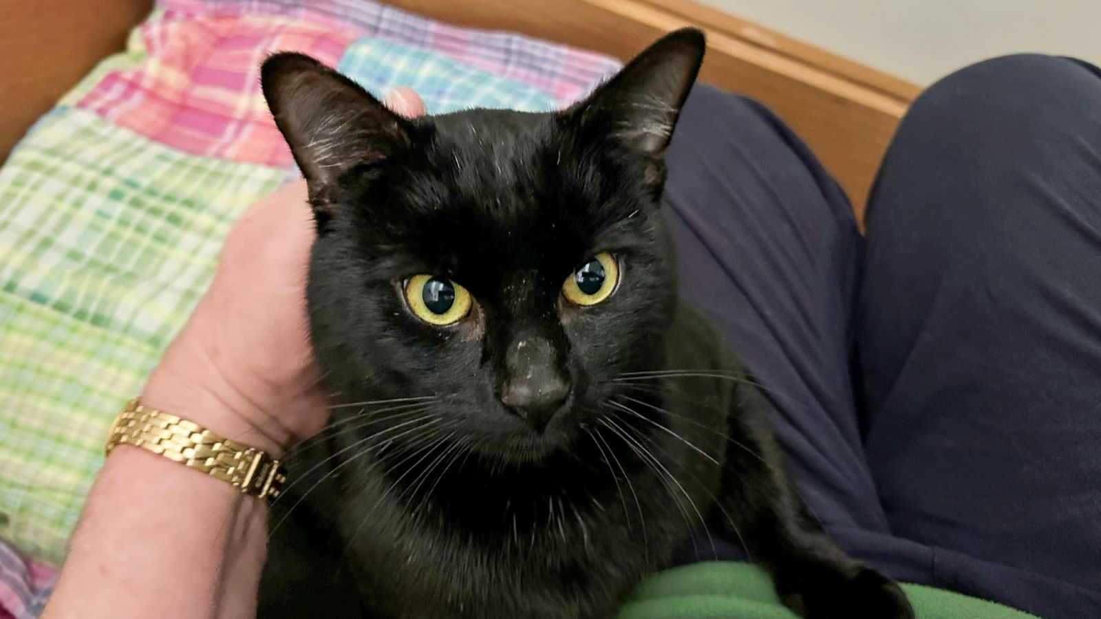 Binx the cat