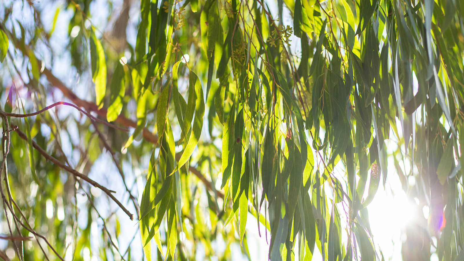 Nature - gum leaves, outdoor, sunshine