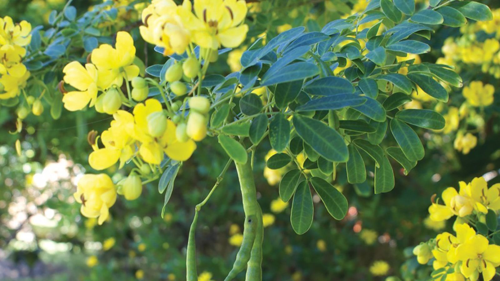 Close up of yellow flower buds on a green plant banner image