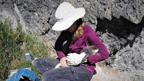 Lady in purple jumper and white hat holding a little penguin