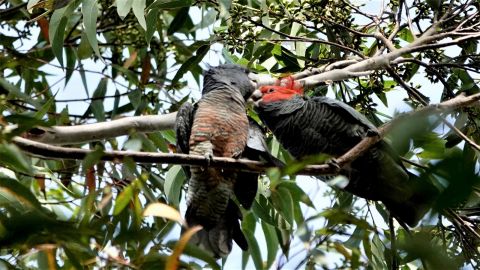 Male feeding female gang gang while perched in large eucalypt tree