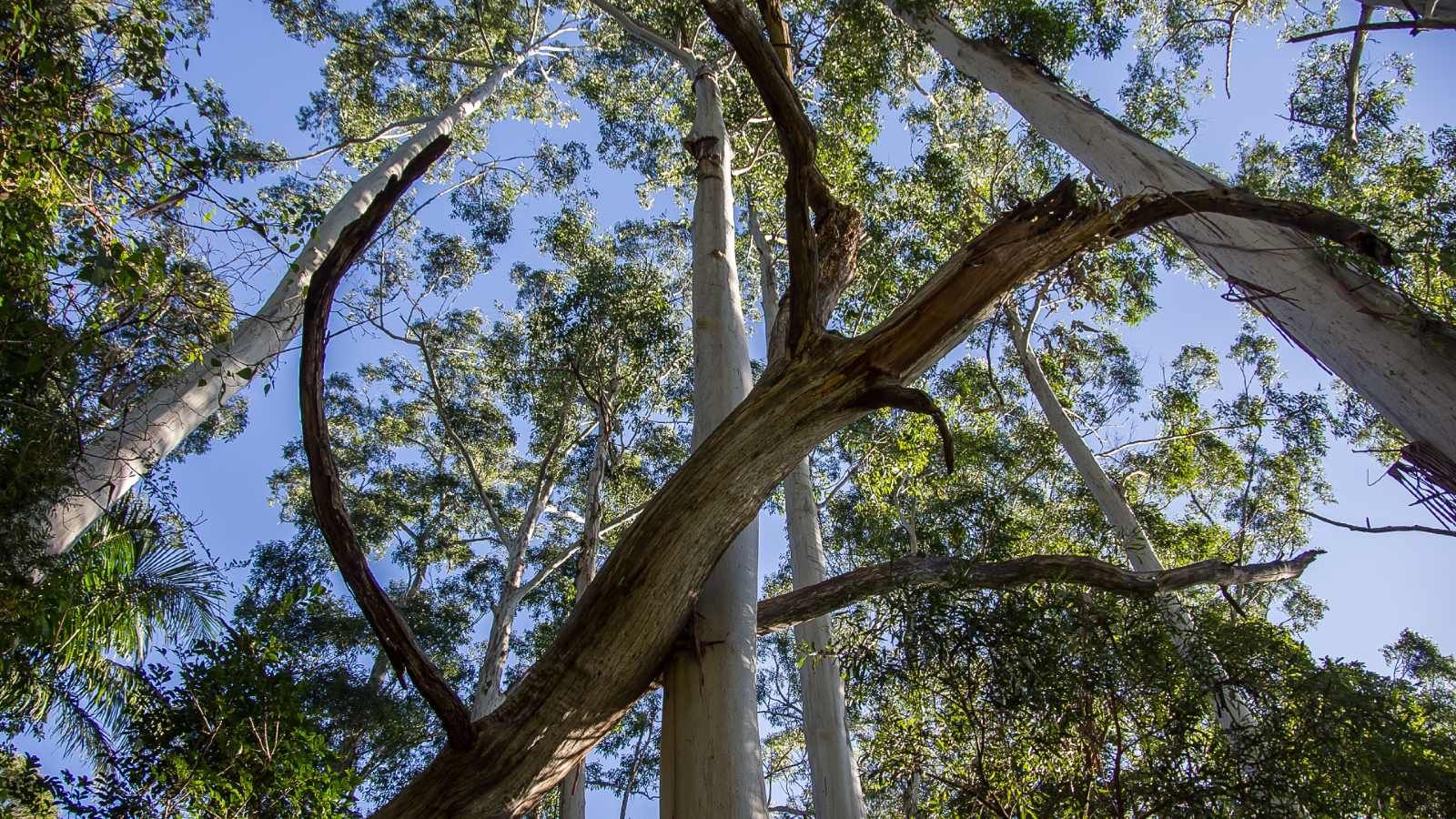 A group of gum trees looking up towards the blue sky banner image