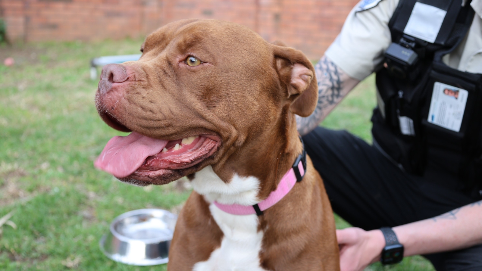 Daisy staffy mastiff