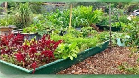 Vegetables growing in a raised garden bed