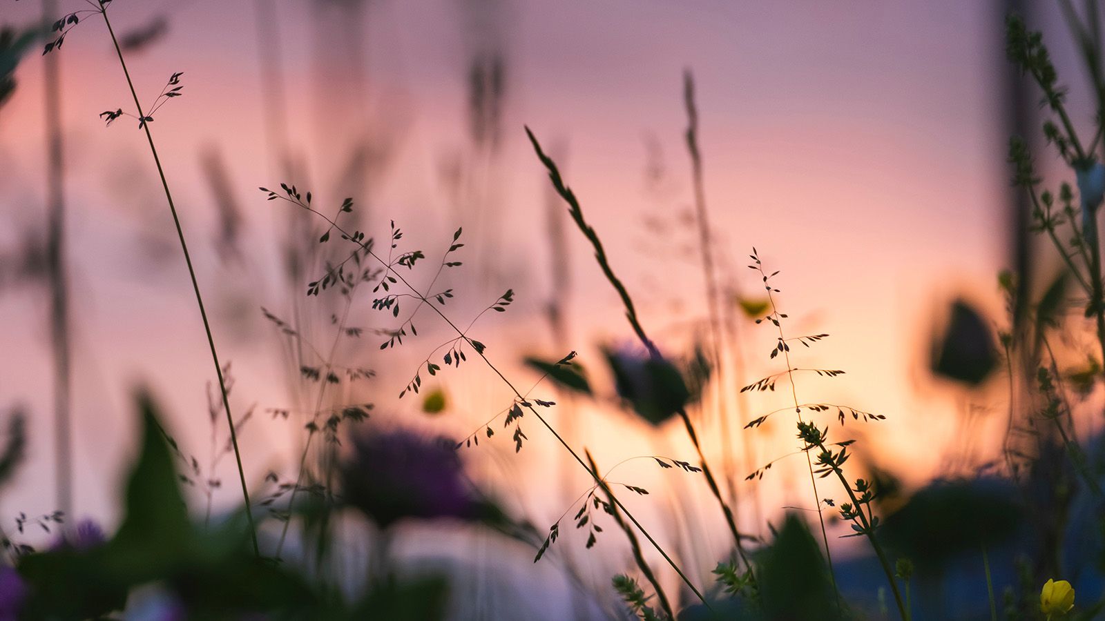 Close up photograph of delicate grass seeds banner image