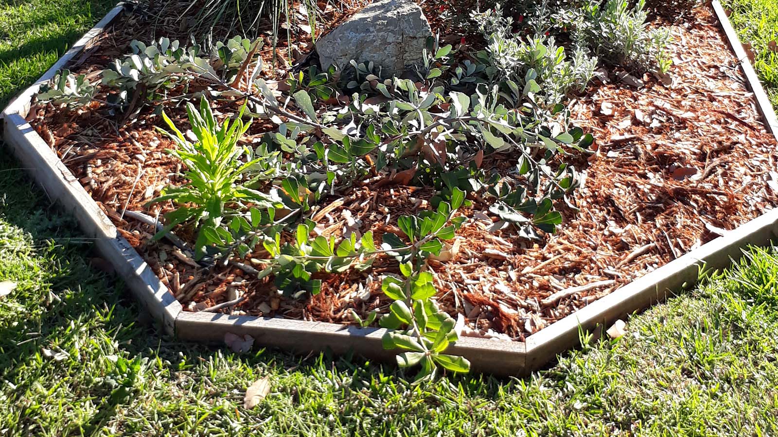 Image A bush friendly garden with small retaining wall.