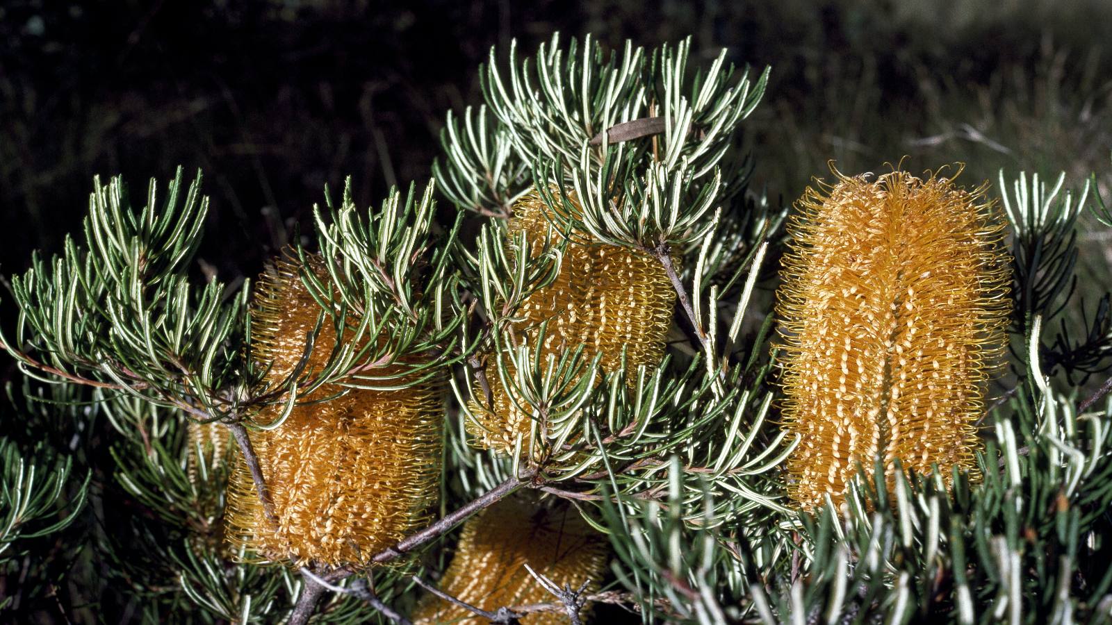 Image Close up image of a yellow hairpin banksia plant