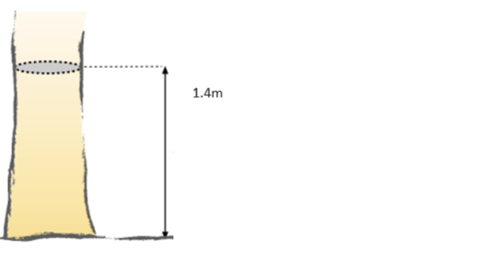Image Image of measurements of how to calculate the tree protection zone