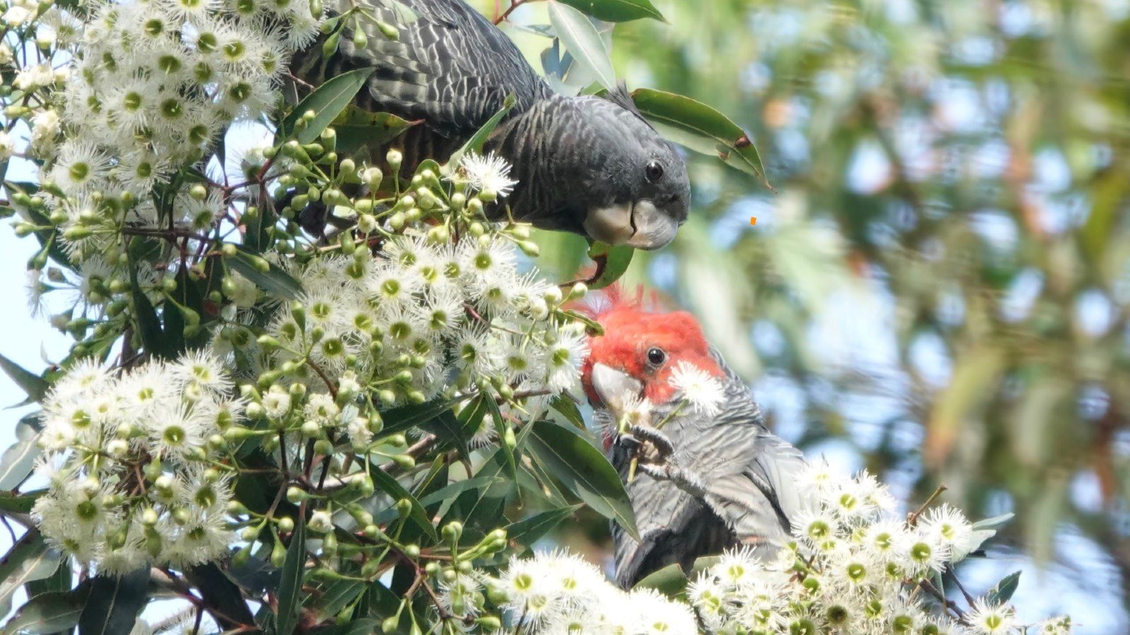 Two Gang-gang cockatoos sitting on a tree branch eating the seeds banner image