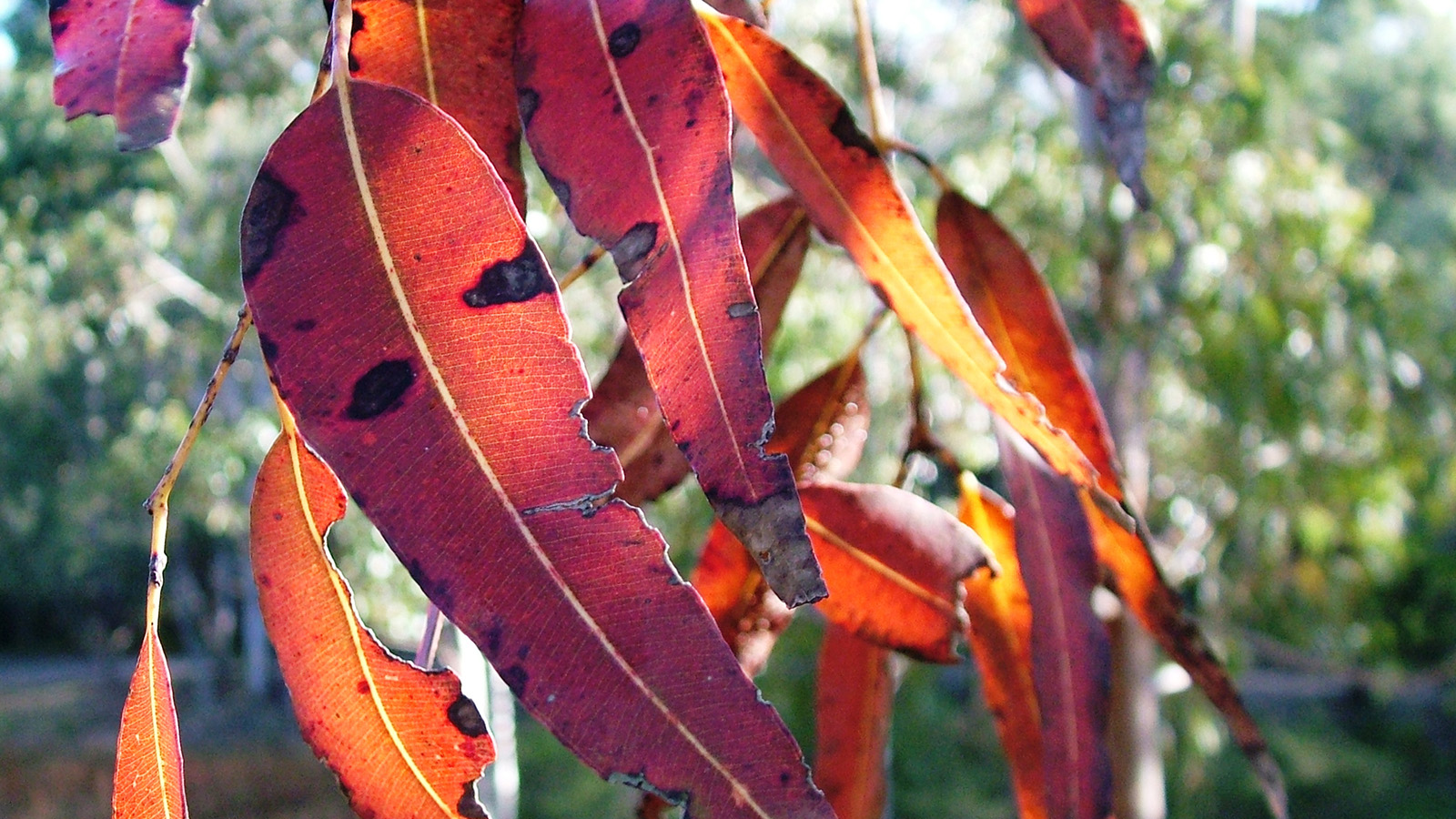 Bushfire-recovery.jpg