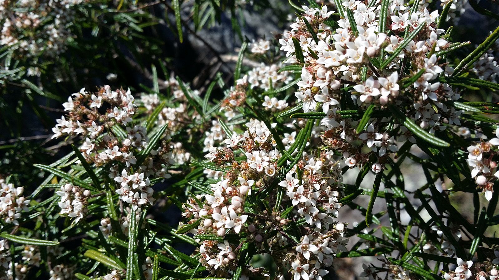 Close cropped photo of a white and pink flowering plant banner image