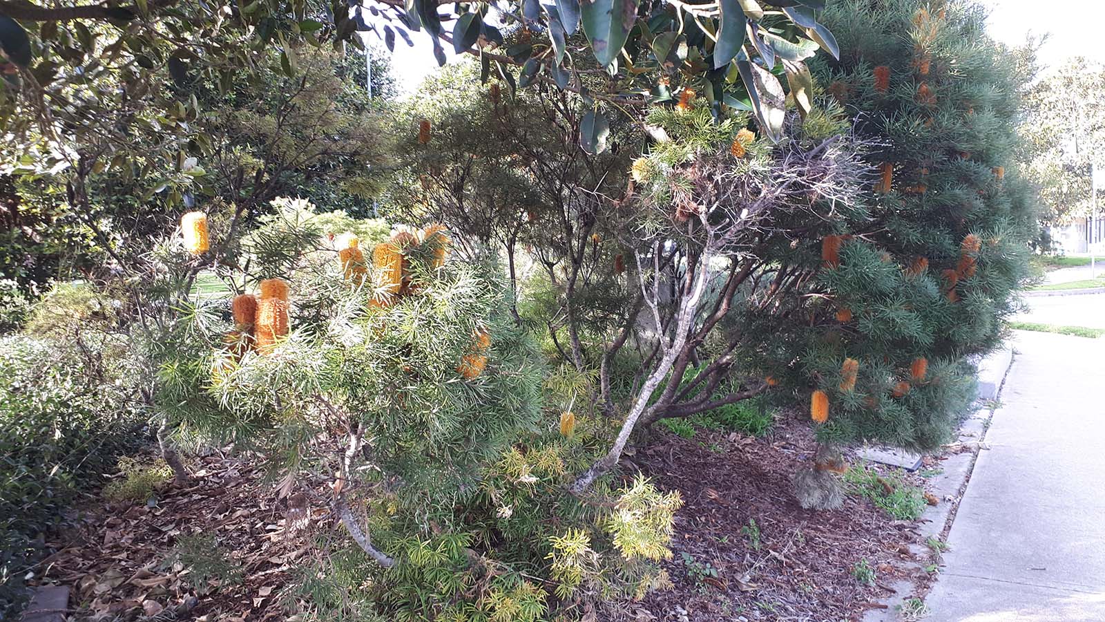 Image Native plants alongside a footpath in a residential area.