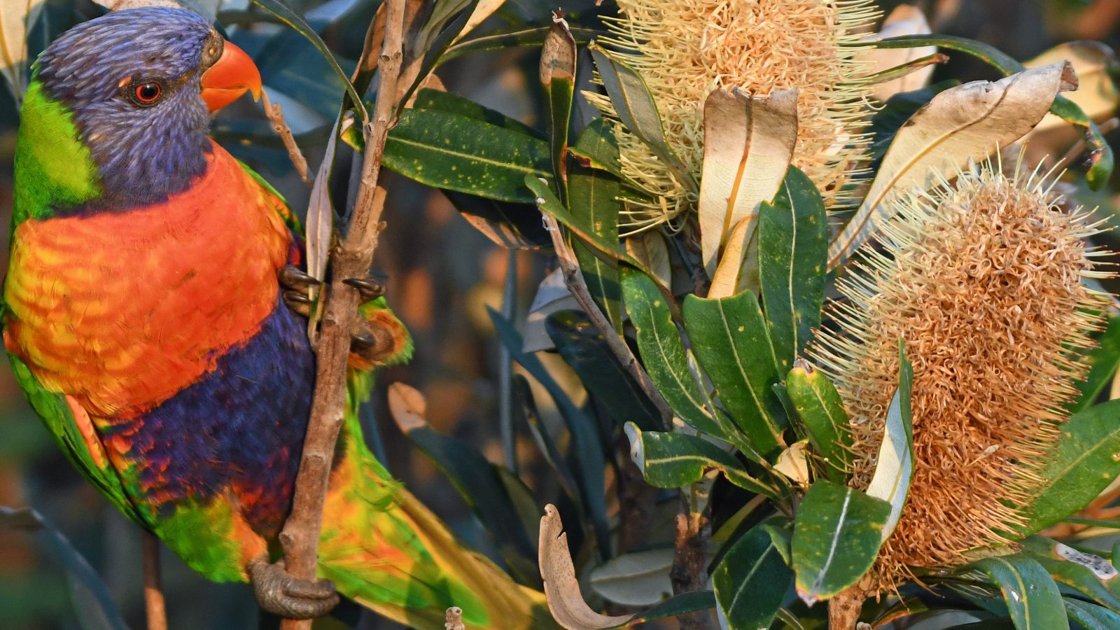 Image A colourful bird sitting on a tree branch