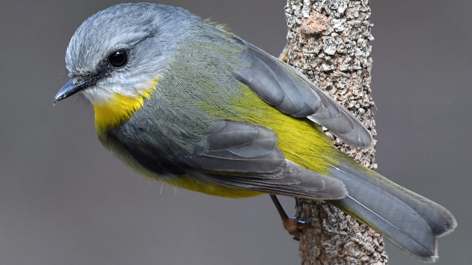 Image Close up image of a grey and yellow bird sitting on a vertical tree branch