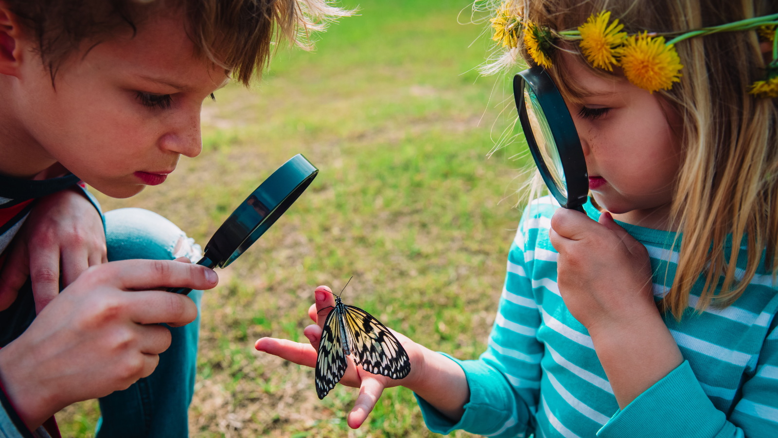 Two children looking at a butterfly with a magnifying glass banner image