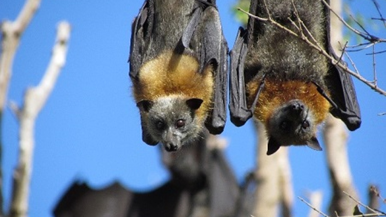 Two grey-headed flying-foxes hanging from a tree with blue sky in the background