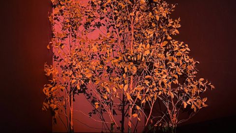 Image from Slow Hope installation by Greta Cooper.
