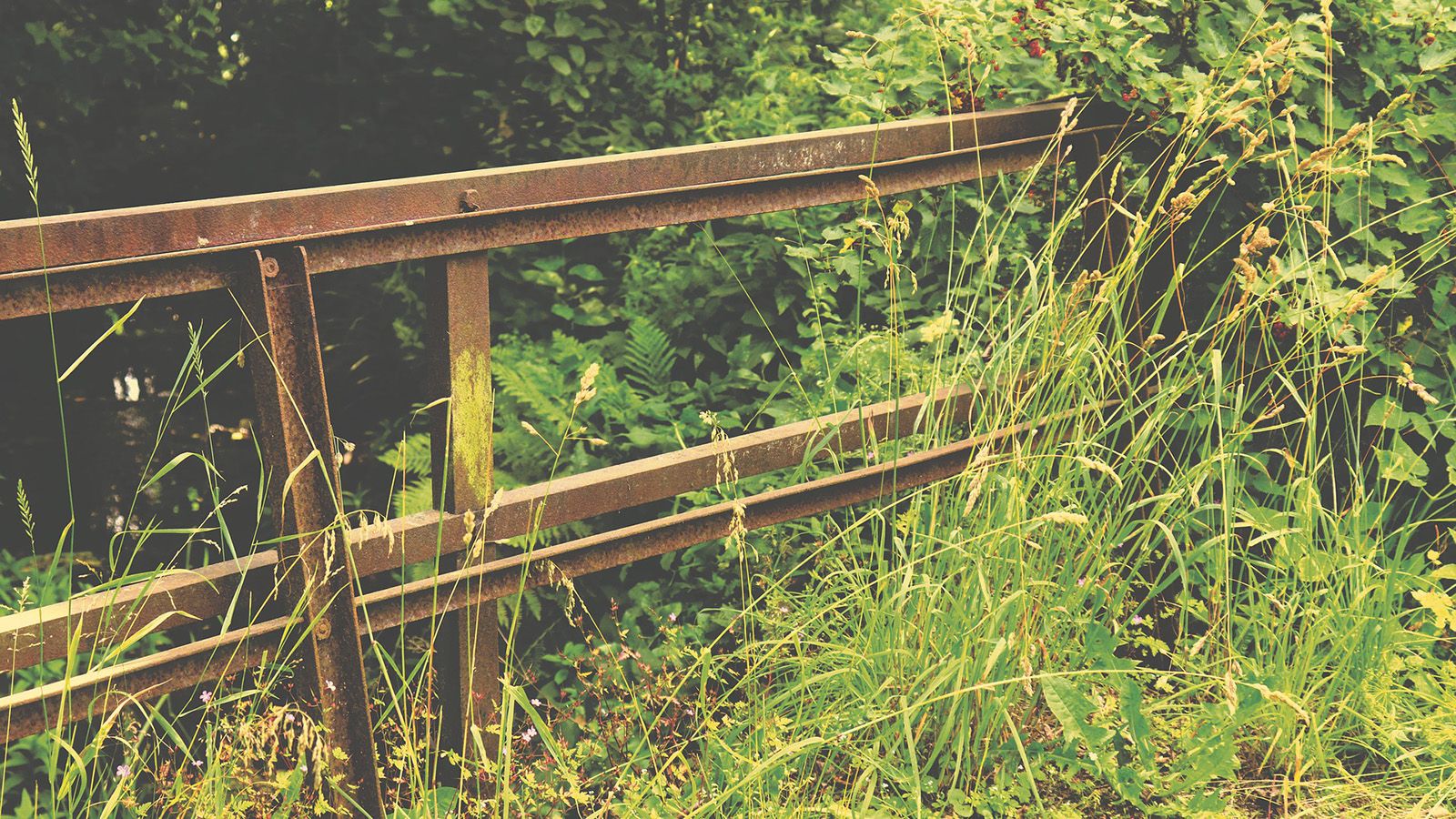 Long grass growing over a rusty gate banner image