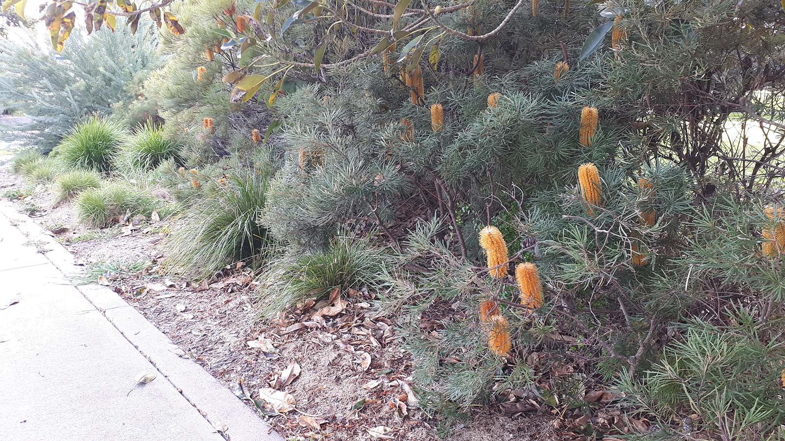 Image Low native plants with orange banksia flowers next to a footpath.