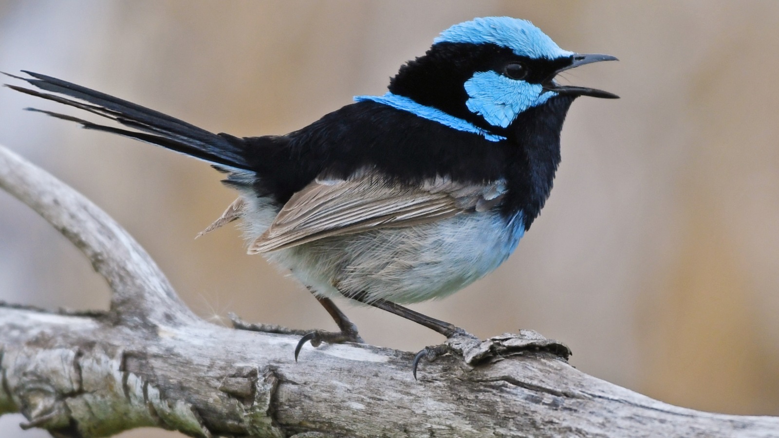 Image A close-up image of a blue wren bird sitting on a tree branch