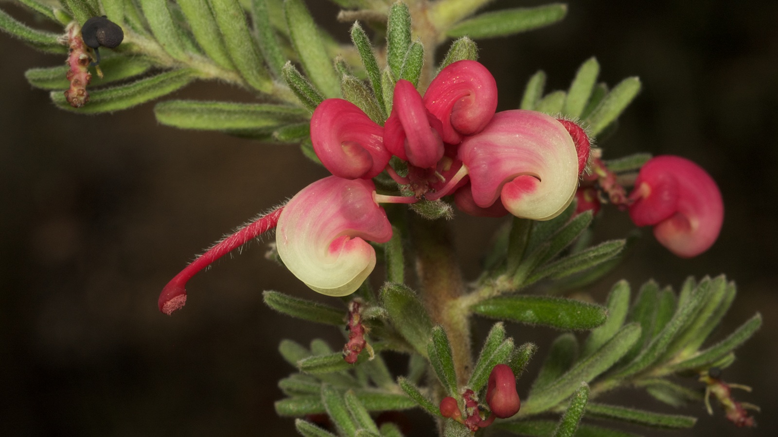 Image Close up image of a pink woolly grevillea flower and leaves