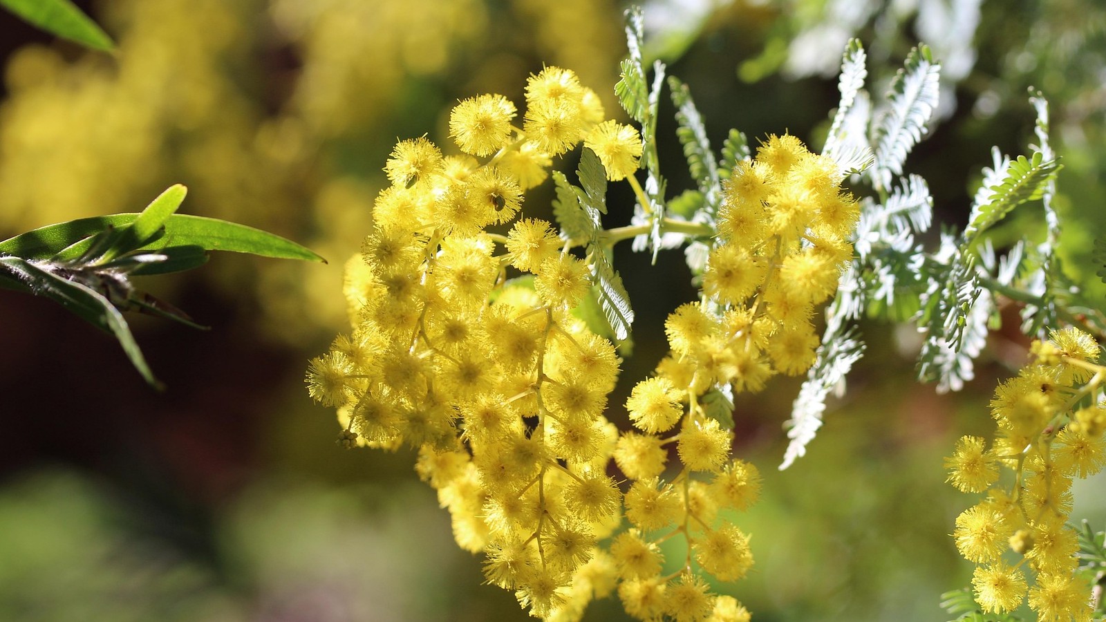 Image Close-up of a yellow Cootamundra wattle, environmental weed in Eurobodalla on the NSW south coast