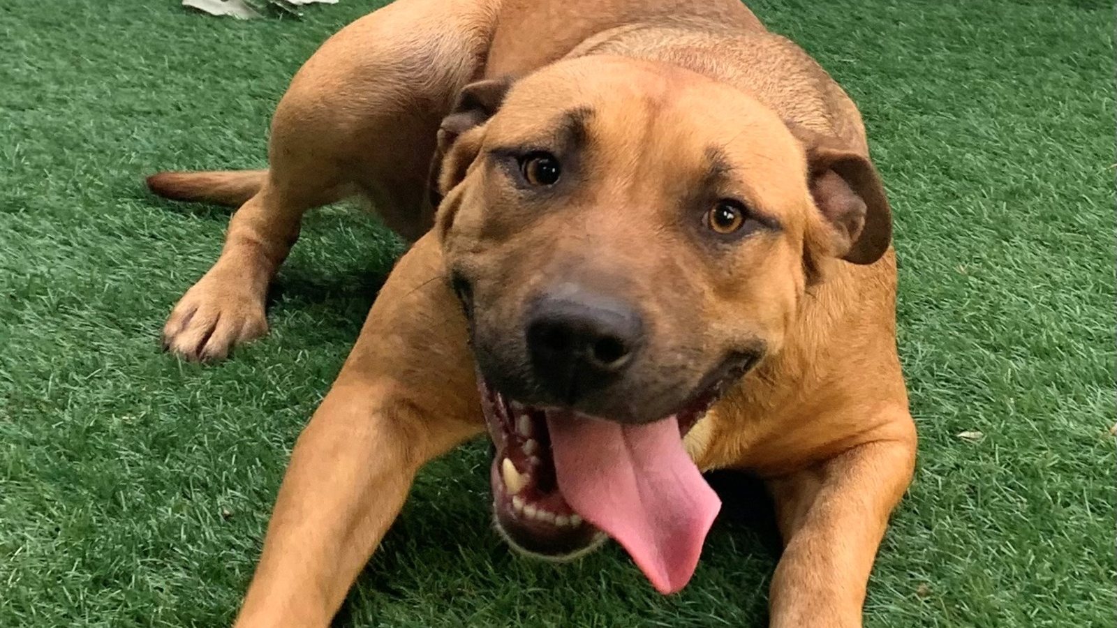 Thelma - mastiff cross