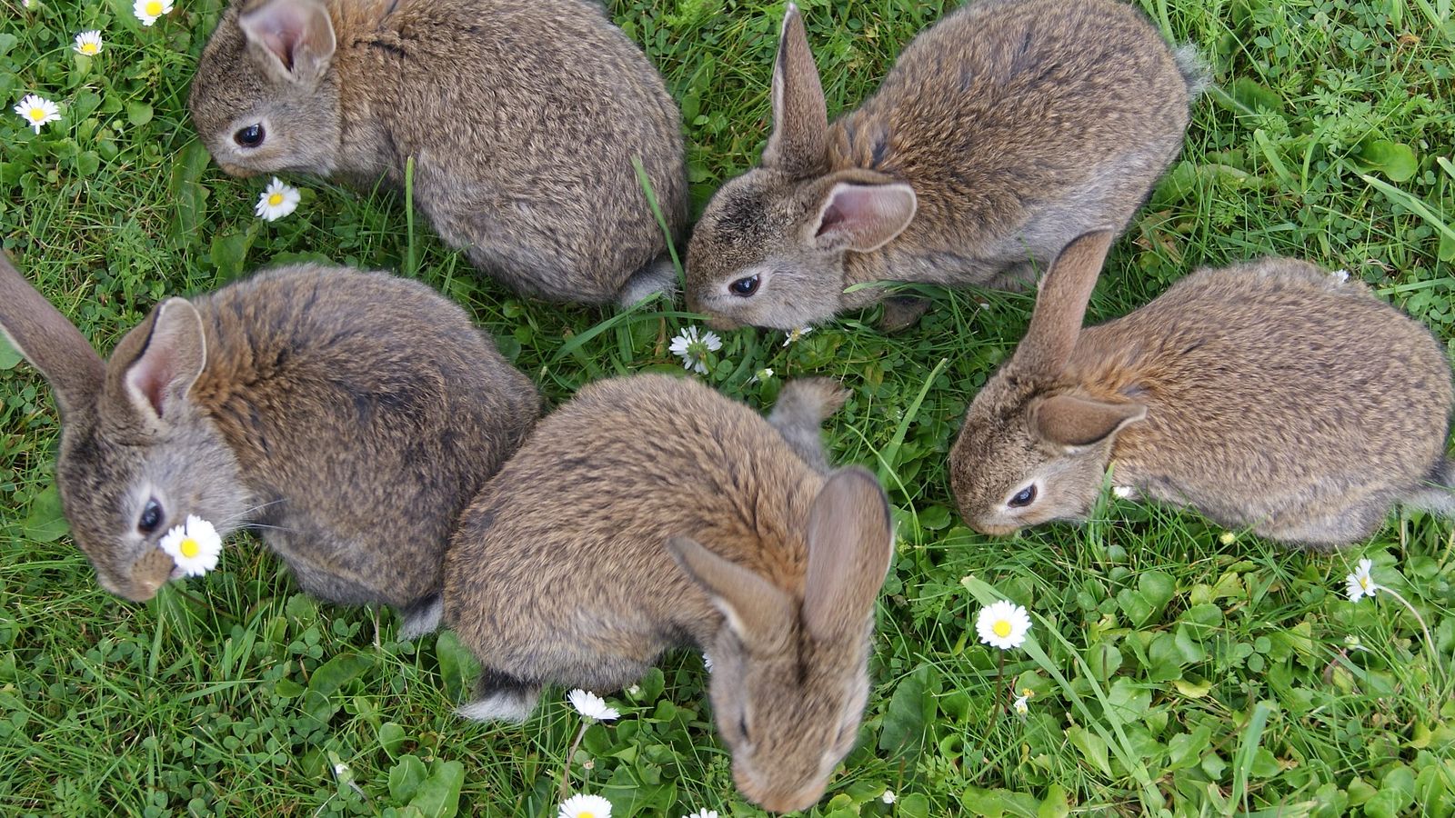 A rabbit in the foreground of a night time scene banner image