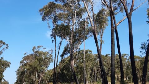 Burnt trees on a roadside