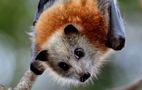 Head shot of grey headed flying fox
