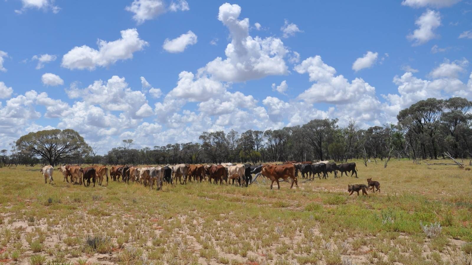 Two working dogs herding a large group of cows banner image