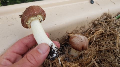 Close up of hand holding mushroom