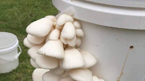 Mushrooms growing from a white bucket. 