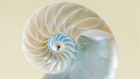 Artwork by Petrina Hicks titled Nautilus