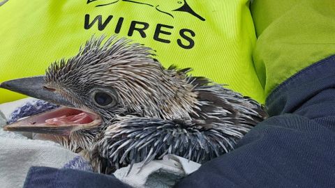 A baby kookaburra in a WIRES blanket.