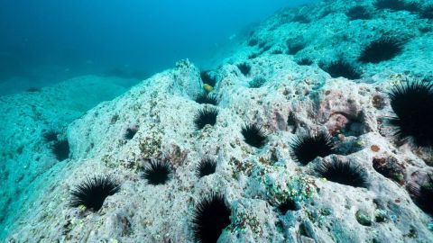 Dying coral underwater.