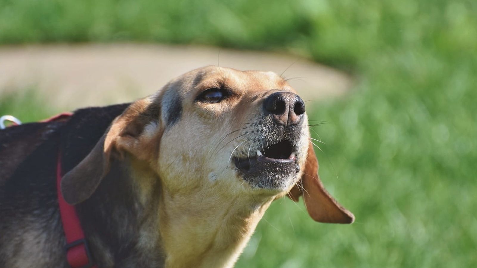 Dog's face up close barking with grass in background banner image